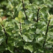 'Arundel Green' is a rounded, evergreen shrub, with oval, wavy, bright green leaves on dark shoots.  Pittosporum tenuifolium 'Arundel Green' added by Shoot)