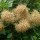  (06/02/2017) Cotinus coggygria added by Shoot)