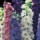 'Dwarf Hyacinth Mix' is a dwarf, upright annual that has green leaves and spikes of double blooms that come in a mix of white, pink, light blue or mauve. Delphinium consolida 'Dwarf Hyacinth Mix' added by Shoot)