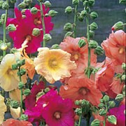'Zanzibar' is a hardy biennial, with shallow-lobed, rounded leaves and long erect racemes of single flowers in pink, pale-yellow or apricot. Alcea rosea 'Zanzibar' added by Shoot)