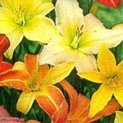 'Summer Trumpets' is a clump-forming perennial with green strap-like foliage. In summer it bears a succession of cream, orange or yellow coloured flowers with beautiful markings.
 Hemerocallis 'Summer Trumpets' added by Shoot)