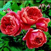 'Summer Song' is an English rose with an upright, bushy form. It has glossy, dark green leaves and large, fragrant flowers that are blends of orange, peach and cream blooming in summer. Rosa 'Summer Song' added by Shoot)