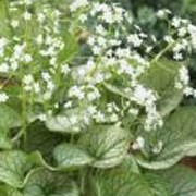 'Mr. Morse' is a clump-forming perennial, with broad, hairy, heart-shaped leaves which are silver with green veins and tiny white flowers in spring.
 Brunnera 'Mr. Morse'  added by Shoot)