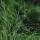 Agrostis nebulosa added by Shoot)