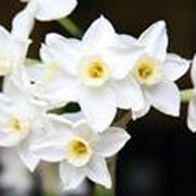 'Scilly White' is a bulbous perennial with strap-shaped leaves and clusters of small, fragrant, flowers with white petals and white and yellow cups in spring. Narcissus 'Scilly White' added by Shoot)