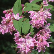 'Magicien' is a deciduous, rounded shrub with green leaves and pink flowers edged with white throughout summer.
 Deutzia x hybrida 'Magicien' added by Shoot)