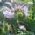 Phacelia tanacetifolia added by Shoot)
