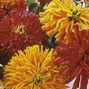 'Hotshot Mix' is a bushy, upright annual with lance shaped, green leaves and big, bold flowers in a range of colours.
 Zinnia elegans 'Hotshot Mix' added by Shoot)