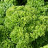 Petroselinum crispum 'Champion Moss Curled'