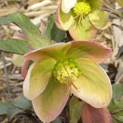 Ivory Prince' is a branching, clump forming, evergreen perennial with blue-green foliage that has distinctive veining. From late winter through mid-spring, burgundy-pink buds open to ivory blossoms which become streaked with rose as they age. Helleborus 'Ivory Prince' added by Shoot)
