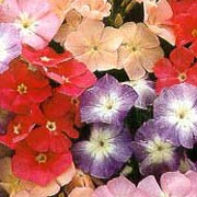 'Tutti Frutti' is an half-hardy annual.  It has ovate leaves and bears terminal clusters of salver-shaped flowers in soft shades of pink, cream, red and purple in summer. Phlox drummondii 'Tutti Frutti' added by Shoot)
