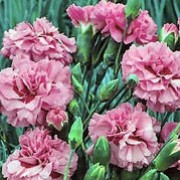 'Monica Wyatt' is a compact, mounded, evergeen perennial with linear, grey-green leaves and rose-pink flowers with ruby centres that bloom from early summer until autumn. Dianthus 'Monica Wyatt' added by Shoot)
