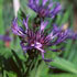 Centaurea montana 'Blue'