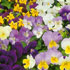 Viola Spring Sherbets Mix