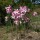  (09/02/2022) Amaryllis belladonna added by Shoot)