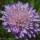 Knautia arvensis added by Shoot)