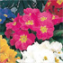Primula vulgaris x juliae 'Spring Joy'