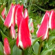 'Pinocchio' is a long lasting tulip with large flowers compared to it's height. It has red petals with tan edges that bloom in spring. Tulipa greigii 'Pinocchio' added by Shoot)