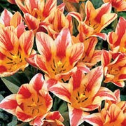 'Quebec' is a multi-flowering bulb with green leaves speckled with dark-grey. In spring it has red and yellow striped flowers. Tulipa 'Quebec' added by Shoot)