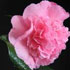 Camellia x williamsii 'Bonnie Marie'