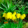 Fritillaria imperialis (Crown imperial) Added by Nicola Gammon