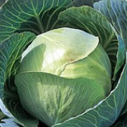 'Stonehead' is a cultivated vegetable plant producing a short, thick stalk and a compact, round head of edible leaves in early autumn. This variety produces medium-sized heads with short cores. Brassica oleracea capitata 'Stonehead' added by Shoot)