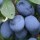 'Shropshire Damson' is a very good tasting plum with fruit being black-blue and having a tart taste. Prunus insititia 'Shropshire Damson' added by Shoot)