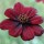 'Chocamocha' is a dwarf, clump forming, herbaceous perennial with fine, green foliage and deep-maroon, velvet flowers that smell of chocolate.
 Cosmos 'Chocamocha' added by Shoot)