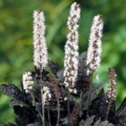 'Hillside Black Beauty' is a clump-forming perennial with pinnate, purple-black basal leaves and arching stems bearing upright racemes of pink-flushed white flowers from midsummer to early autumn. Actaea simplex 'Hillside Black Beauty' added by Shoot)