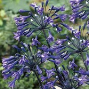 'Back In Black' is a clump-forming perennial with bright green, strap-like basal leaves and erect, black stems bearing large umbels of tubular, dark purple-blue flowers in summer. Agapanthus 'Back In Black' added by Shoot)