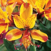 'Sweet Laura' is a compact, mound-forming, tuberous perennial with green, lance-shaped leaves and fragrant, bright yellow and maroon flowers borne on erect stems from early summer to early autumn. Alstroemeria 'Sweet Laura' added by Shoot)