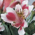 Alstroemeria 'Jazze Rose Frost'