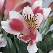 'Jazze Rose Frost' is a compact, mound-forming, tuberous perennial with lance-shaped, green leaves and upright stems bearing pale rose-pink flowers with white edges, yellow centres and black stripes in summer.
 Alstroemeria 'Jazze Rose Frost' added by Shoot)