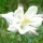 'White Star' is an upright, herbaceous perennial with divided, light green leaves and showy white and cream flowers, with short, curled spurs that bloom in late spring to early summer.
 Aquilegia 'White Star' added by Shoot)