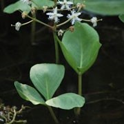 Menyanthes trifoliata added by Shoot)