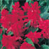 Salvia splendens 'Red Riches'