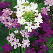 'Misty' is a trailing perennial usually grown as an annual. It has hairy, oblong, toothed, green leaves and rounded clusters of purple, lilac or white flowers, usually with a white eye, that bloom in summer until autumn. Verbena x hybrida 'Misty' added by Shoot)