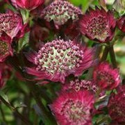 'Moulin Rouge' is a clump-forming perennial with deeply divided, palmate, mid-green leaves and branching stems bearing umbels of dark red flowers with dark purple-red tips from early summer to early autumn.
 Astrantia 'Moulin Rouge' added by Shoot)