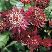 'Ruby Cloud' is a clump-forming perennial with deeply divided, palmate, mid-green leaves and branching, upright stems bearing umbels of ruby-red flowers in summer. Astrantia 'Ruby Cloud' added by Shoot)