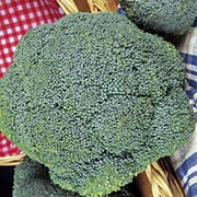 'Lord' is a Calabrese variety which is fast maturing, deep-rooted, and produces dense, tightly packed broccoli heads that can be harvested in autumn. Brassica oleracea 'Lord' added by Shoot)
