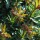 Euphorbia Whistleberry Garnet Added by Melissa Morton