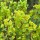 Euphorbia Whistleberry Garnet flower Added by Melissa Morton