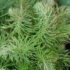 Euphorbia cyparissias 'Orange Man'