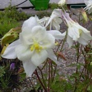 'Kristall' is a strong growing herbaceous perennial with  green-blue divided foliage and nodding, pure white flowers on upright stems from late spring until early summer. Aquilegia 'Kristall' added by Shoot)