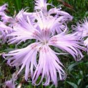  (24/03/2022) Dianthus superbus  added by Shoot)
