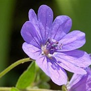 'Bill Wallis' is a clump-forming, evergreen perennial with hairy, mid-green leaves and red stems. It has tiny, voilet-pink to blue flowers that cover the plant, blooming from spring until autumn. Geranium pyrenaicum 'Bill Wallis' added by Shoot)