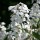  (29/01/2018) Hesperis matronalis var. albiflora added by Shoot)