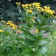 Inula magnifica added by Shoot)
