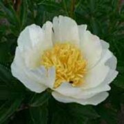 ‘Jan van Leeuwen’ is an herbaceous perennial with divided, dark-green leaves and fragrant, bowl-shaped white flowers with yellow centres in late spring to early summer. Paeonia lactiflora ‘Jan van Leeuwen’ added by Shoot)