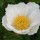 ‘Krinkled White’is an herbaceous perennial with dark-green, glossy, divided leaves and white, cup-shaped flowers with yellow centres in early summer. Paeonia lactiflora ‘Krinkled White’ added by Shoot)